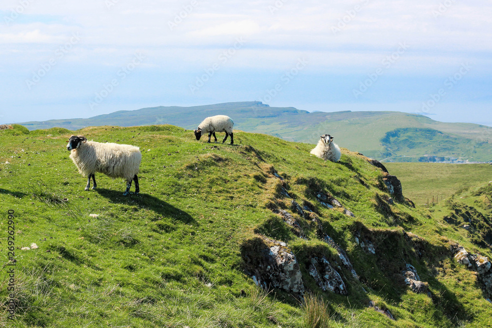 Sheep roaming free - Isle of Skye