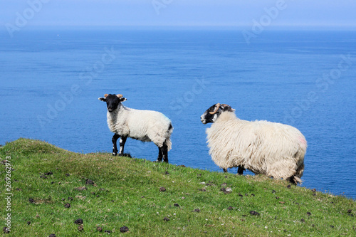 Sheep and her lamb on a cliff - Isle of Skye