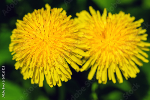 Dandelion spring flower. Yellow spring flower dandelion.