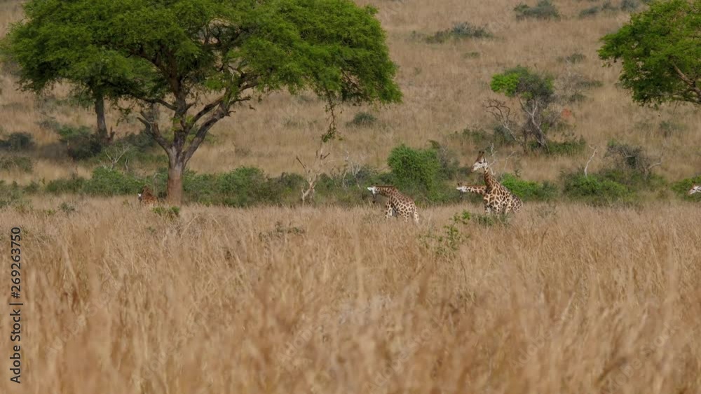 Group Of Wild African Giraffes Grazing Yellow Grass Of Savannah In Dry Season Group Of Wild African Giraffes Grazing Yellow Grass Of Savannah In Dry Season