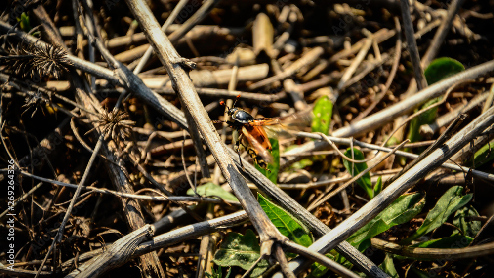 A bug tries to fly from a burned field A bug tries to fly from a burned field