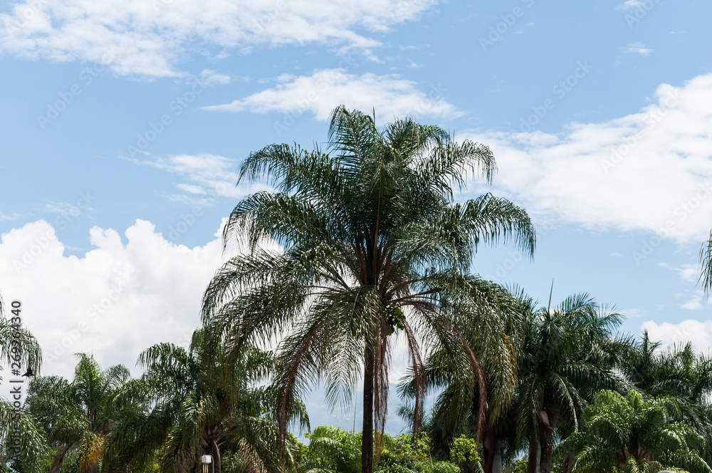 Palm trees on beautiful sunny day; blue sky