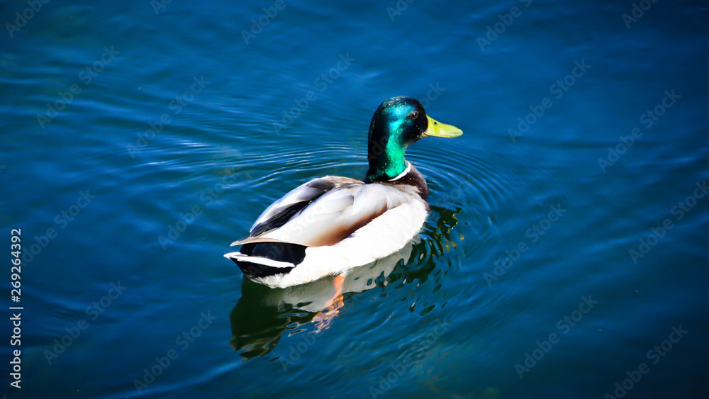Fototapeta premium A mallard swims on a lake