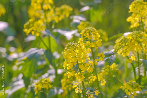 Blooming mustard in bright sunlight. Spring flowering mustard