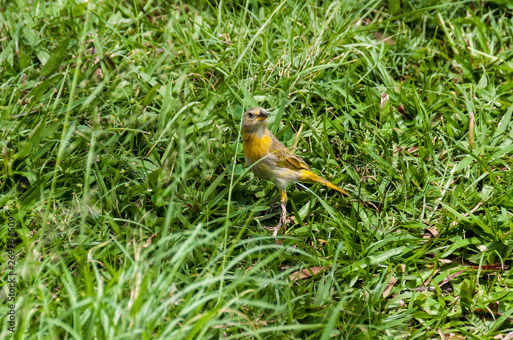 Nature, animal; bird in a natural environment Nature, animal; bird in a natural environment