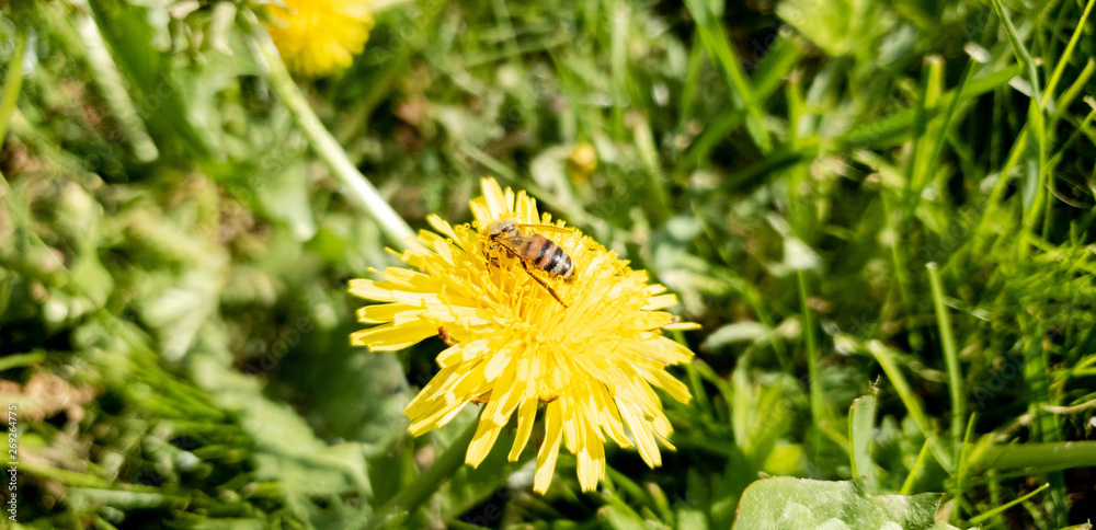 Bee collects nectar.Bee on a flower collects nectar Bee collects nectar.Bee on a flower collects nectar