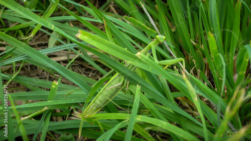 A mantis in the grass