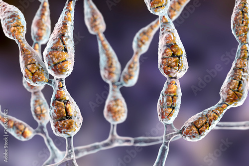 Mold Alternaria alternata, allergic fungus, 3D illustration. Alternaria is the causative agent of plant diseases, is common indoor mold and causes allergy, asthma, onychomycosis, sinusitis photo