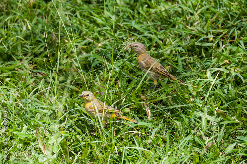 Nature, animal; bird in a natural environment