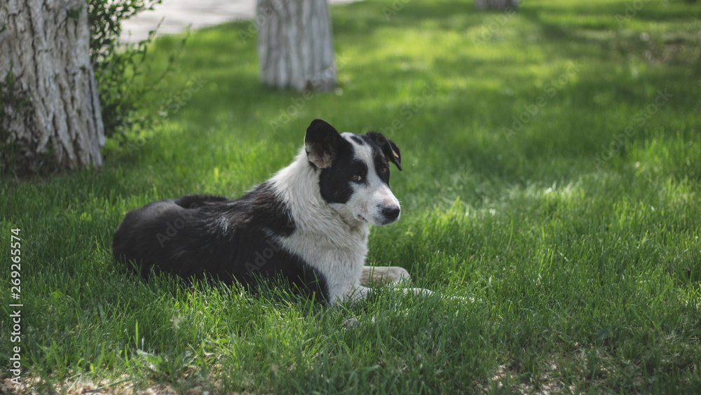 A lonely stray dog with sad eyes is lying on the grass and waiting for its owner. Hungry friend in the park