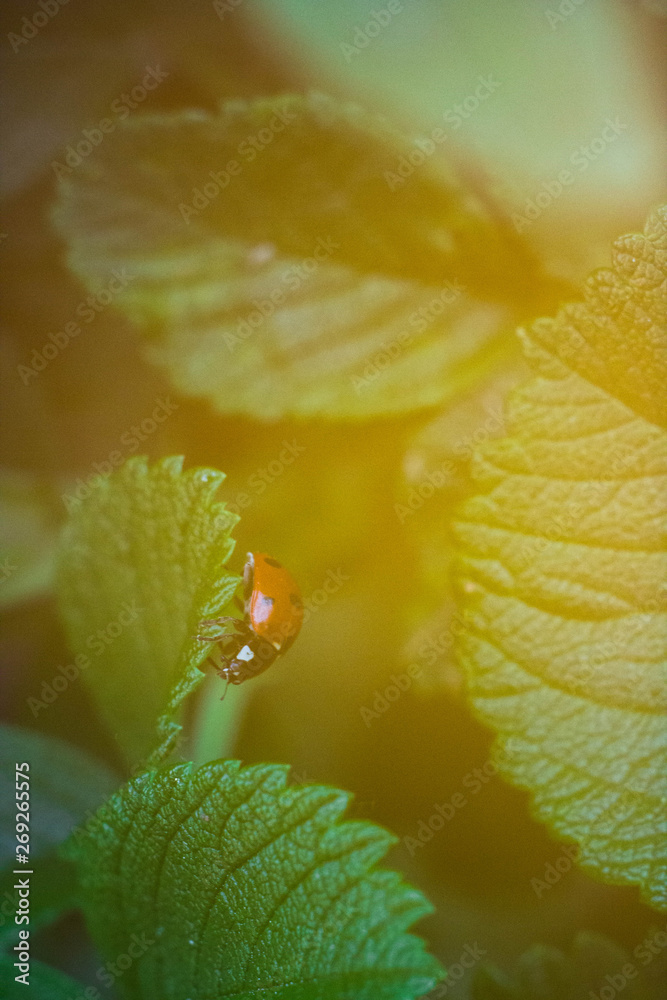 Ladybug in the foliage in the sunset Ladybug in the foliage in the sunset