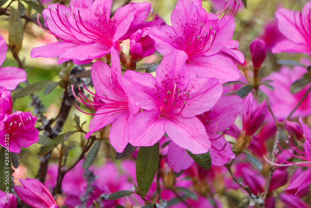 Pink rhododendron flowers in a garden during spring