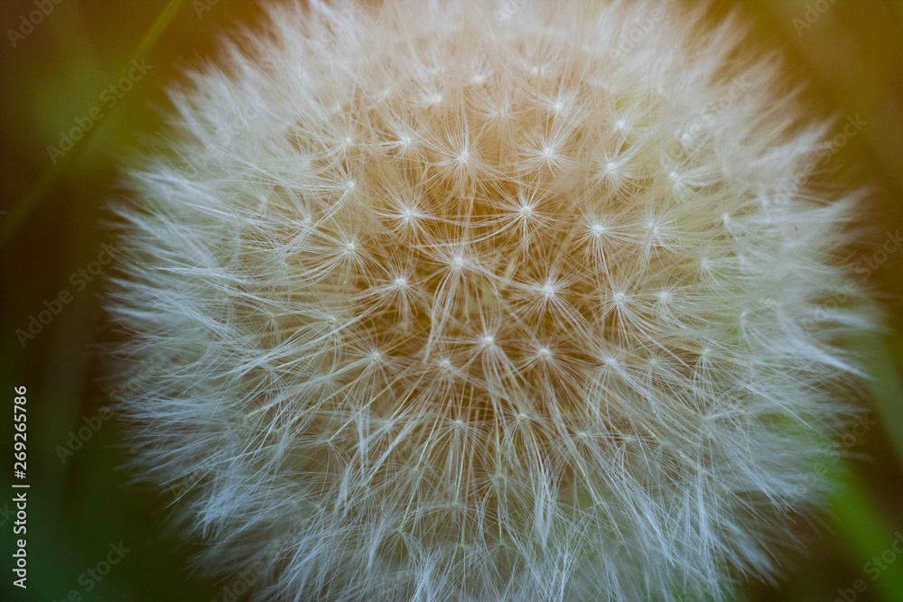 Fototapeta premium Dandelion w promieniach makro- zmierzch