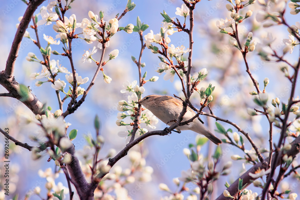 little songbird Warbler sitting on branches with flowers and buds in may Sunny garden little songbird Warbler sitting on branches with flowers and buds in may Sunny garden