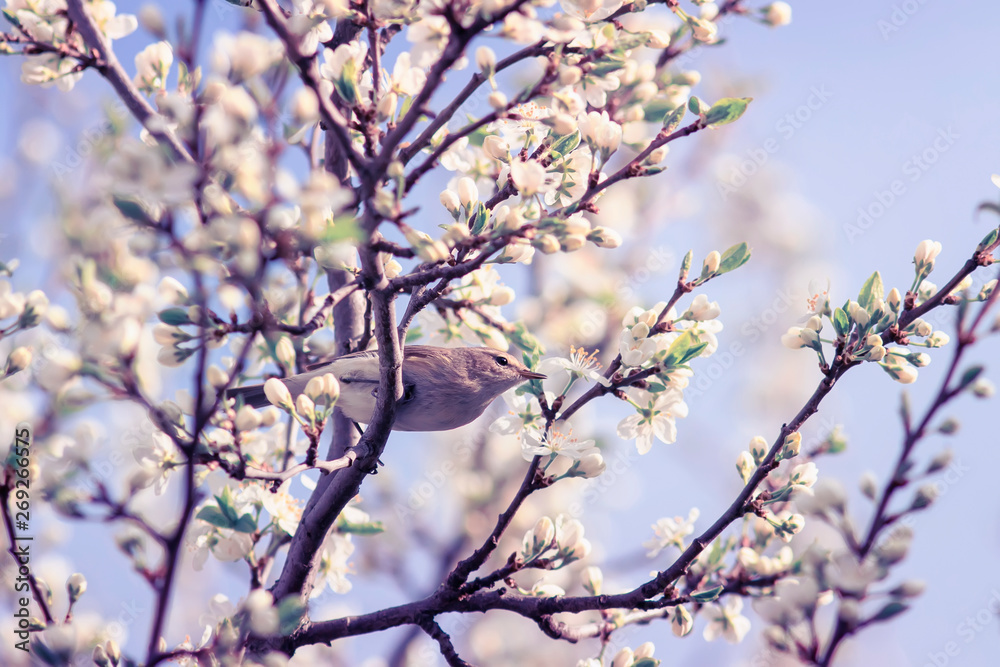 little songbird Warbler sitting on branches with flowers and buds in may Sunny garden little songbird Warbler sitting on branches with flowers and buds in may Sunny garden
