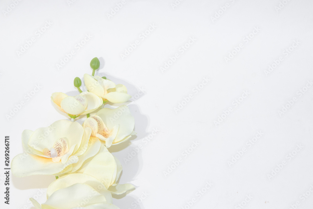 Cream orchid on a white background. Artificial flower. Place under the text.