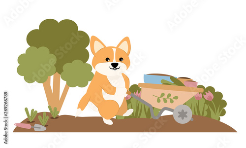 Cute dog gardener welsh corgi carrying a cart with empty flower pots. Work in the garden. Vector illustration