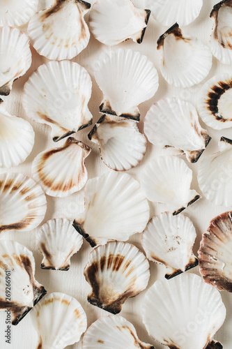 Sea shells pattern on white background. Flat lay, top view minimal marine texture.