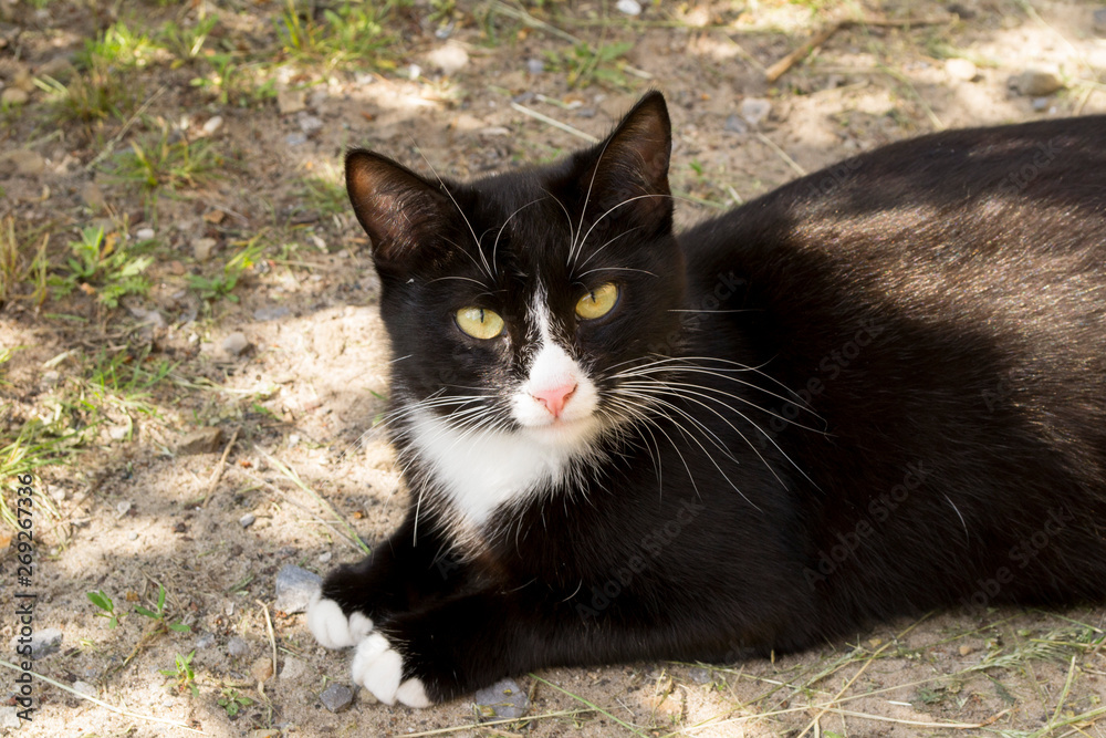 black and white cat on earth