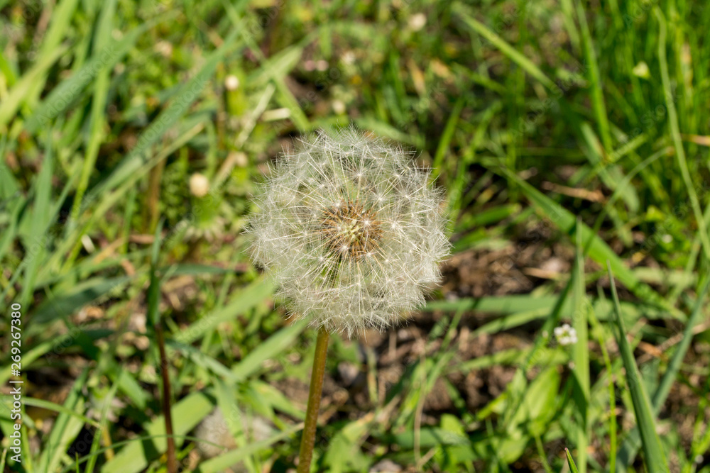 white dandelion among the grass white dandelion among the grass