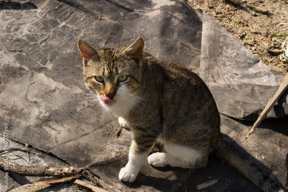 stray cat with tongue hanging out stray cat with tongue hanging out