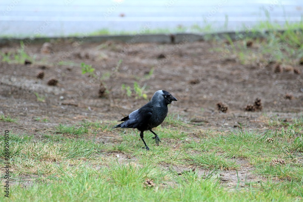 Obraz premium Der laufende Rabe