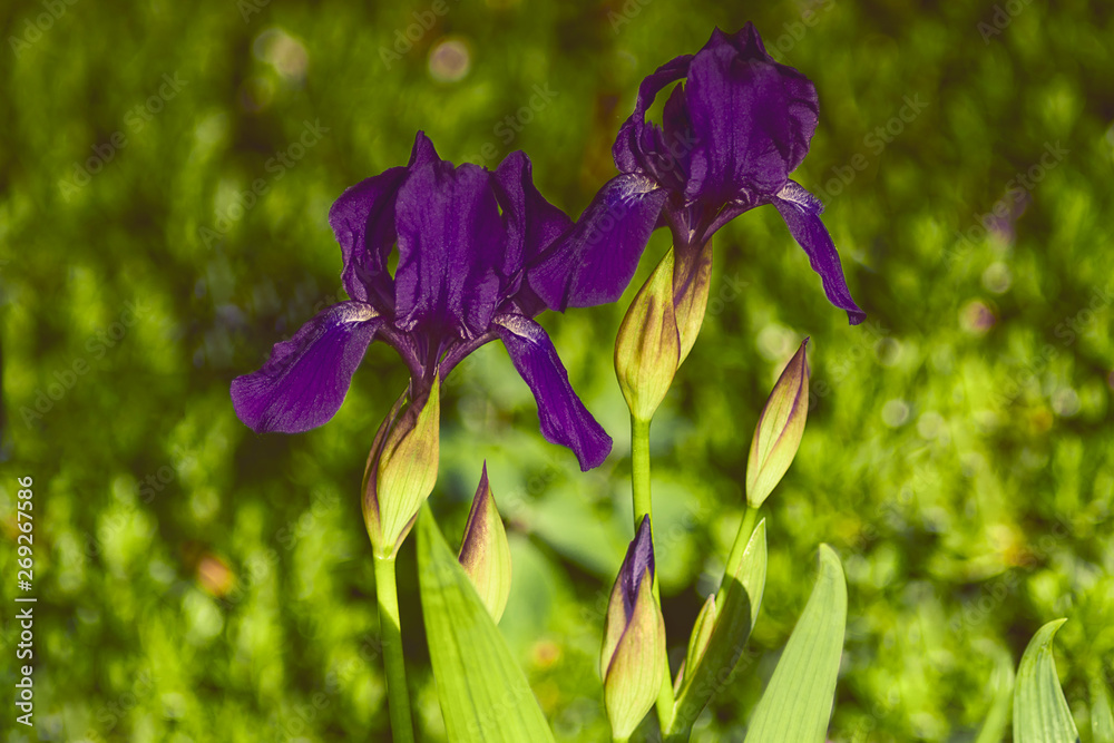 Iris, Lilie in violett, vor grün, natürlich
