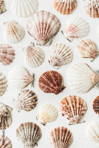 Canvas Print Sea shells pattern on white background