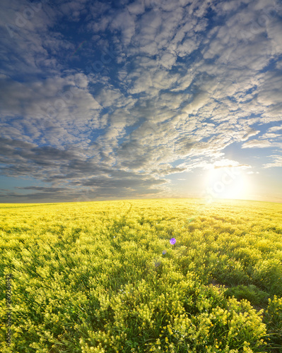 field of rapeseed colza oil  sunset background