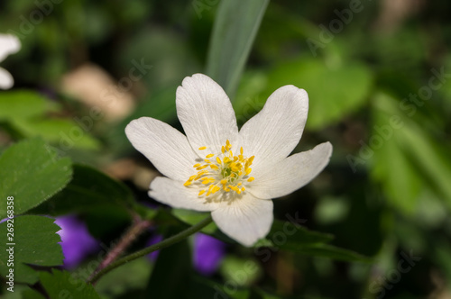 Small white spring flower