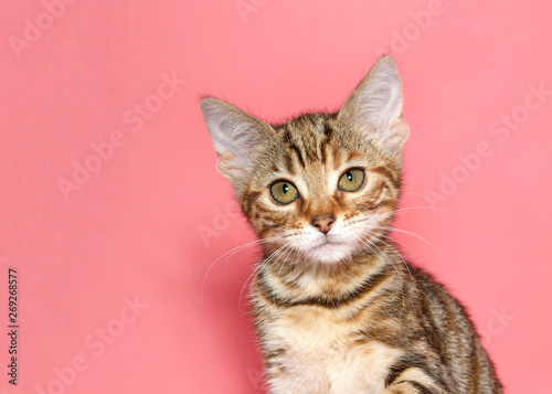 Portrait of an adorable brown and black tabby kitten looking at viewer with innocent curious cute expression. Pink background with copy space.