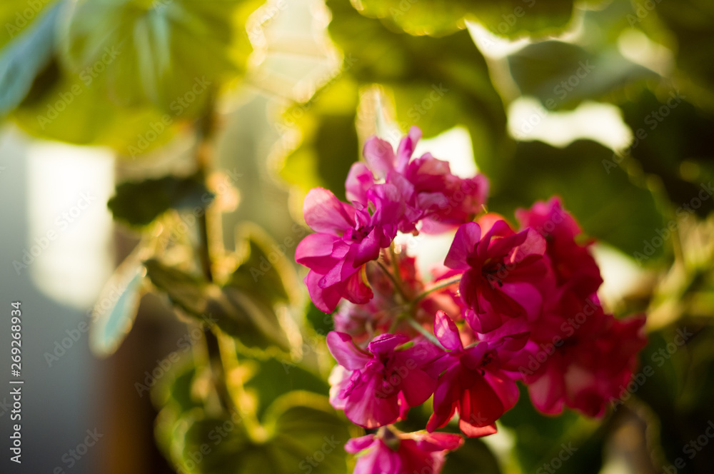 Lovely pink Pelargonium Geranium flowers, close up Lovely pink Pelargonium Geranium flowers, close up