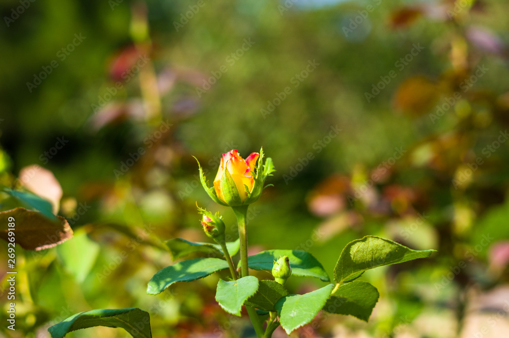 Red Rose flower. Nature. close up, selective focus Red Rose flower. Nature. close up, selective focus