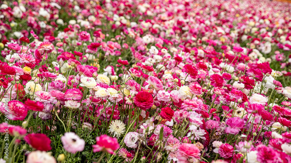 Naklejka premium Pole kwitnących kwiatów jaskry o różnych kolorach z bliska