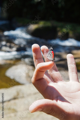 Butterfly with number 80 on wings (Diaethria candrena) with waterfall background