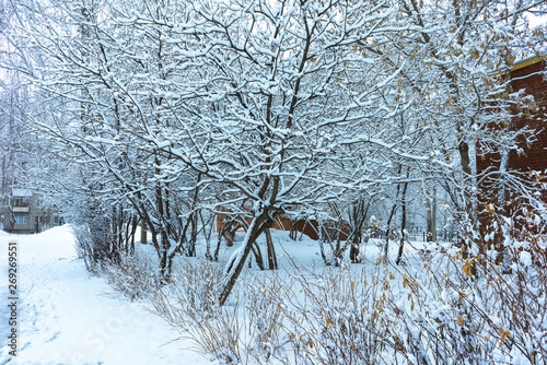 Winter's Tale, Lovely Winter Scenery, Winter Park in Snow, Whitened Spruce Branch with a Snowy Forest in the Background, Snow-Covered Trees in the City Park, Snowing, Winter Park Background photo