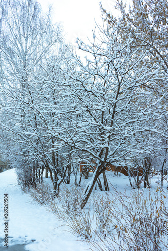 Winter's Tale, Lovely Winter Scenery, Winter Park in Snow, Whitened Spruce Branch with a Snowy Forest in the Background, Snow-Covered Trees in the City Park, Snowing, Winter Park Background photo