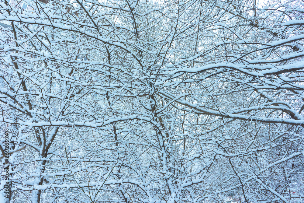 Winter's Tale, Lovely Winter Scenery, Winter Park in Snow, Whitened Spruce Branch with a Snowy Forest in the Background, Snow-Covered Trees in the City Park, Snowing, Winter Park Background Winter's Tale, Lovely Winter Scenery, Winter Park in Snow, Whitened Spruce Branch with a Snowy Forest in the Background, Snow-Covered Trees in the City Park, Snowing, Winter Park Background