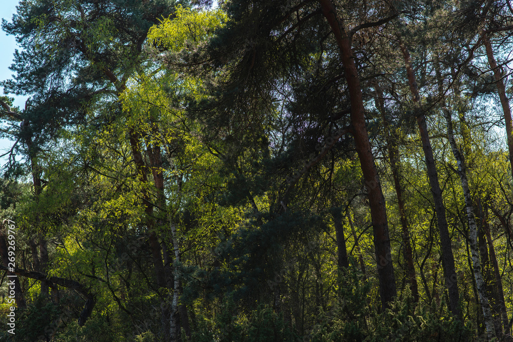 Forest with fresh green leaves in early spring. Forest with fresh green leaves in early spring.