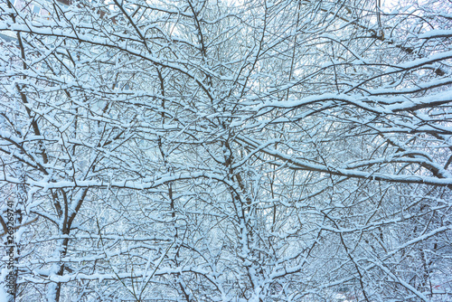 Winter's Tale, Lovely Winter Scenery, Winter Park in Snow, Whitened Spruce Branch with a Snowy Forest in the Background, Snow-Covered Trees in the City Park, Snowing, Winter Park Background