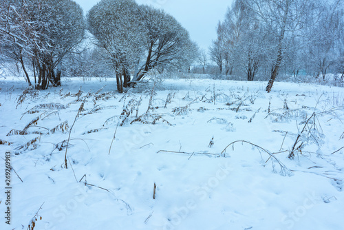 Winter's Tale, Lovely Winter Scenery, Winter Park in Snow, Whitened Spruce Branch with a Snowy Forest in the Background, Snow-Covered Trees in the City Park, Snowing, Winter Park Background photo