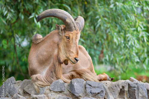 Barbary sheep