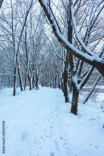 Winter's Tale, Lovely Winter Scenery, Winter Park in Snow, Whitened Spruce Branch with a Snowy Forest in the Background, Snow-Covered Trees in the City Park, Snowing, Winter Park Background photo