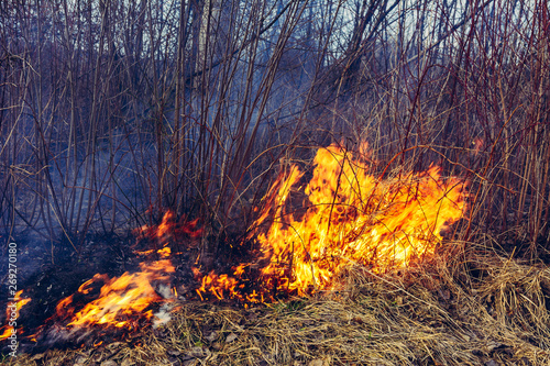 The field burns dry grass, is environmentally hazardous, pollution of the environment and air, the destruction of flora