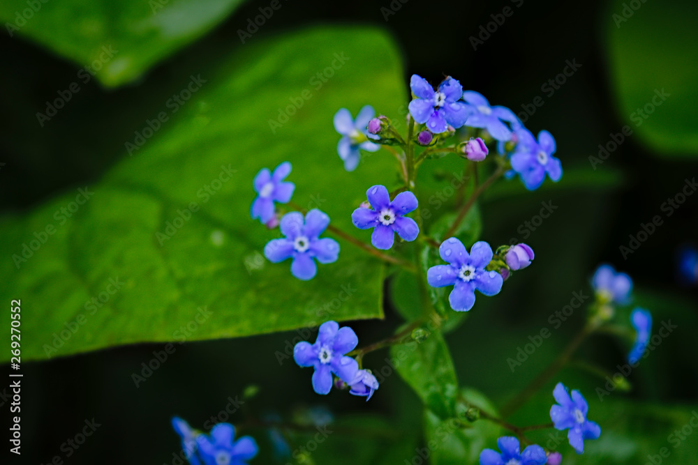 Blue flowers forget-me-not spring background. Little blue forget-me-not flowers on spring meadow. Blue flowers forget-me-not spring background. Little blue forget-me-not flowers on spring meadow.