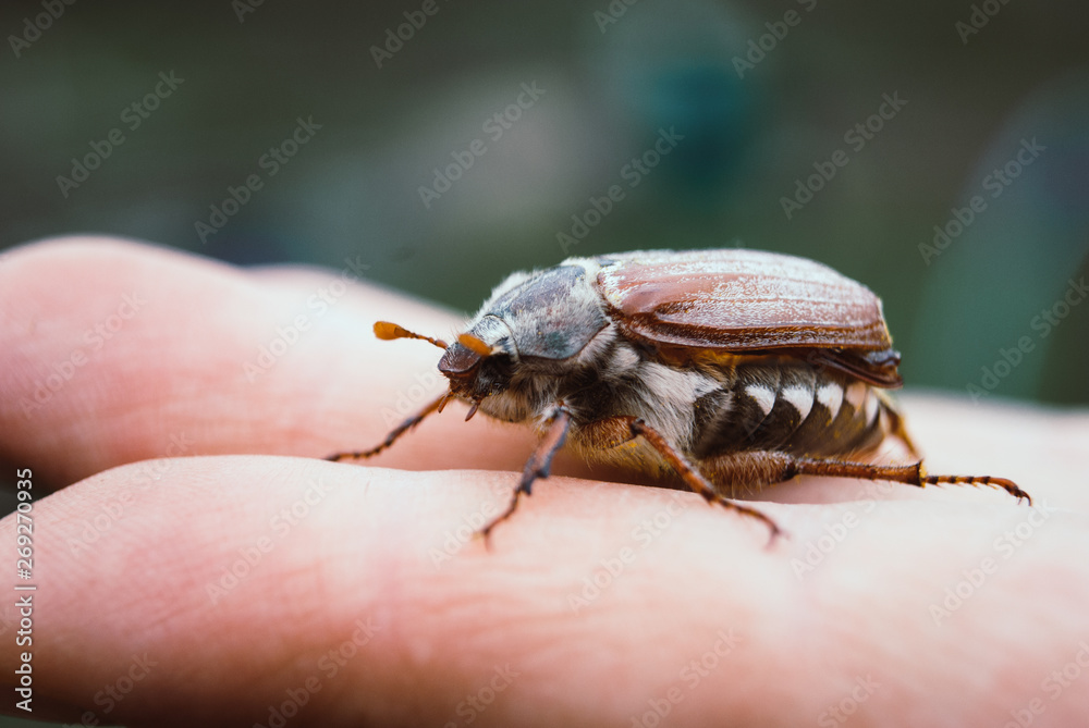 Naklejka premium Cockchafer, summer chafer. Macro