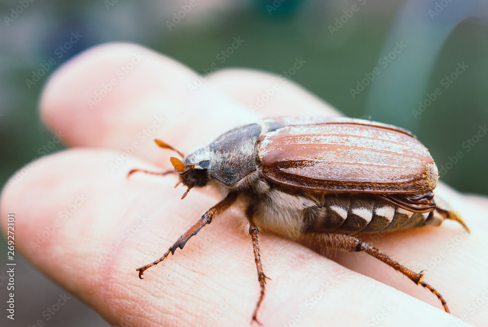 Cockchafer, summer chafer. Macro Cockchafer, summer chafer. Macro