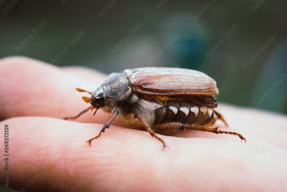 Naklejka premium Cockchafer, summer chafer. Macro