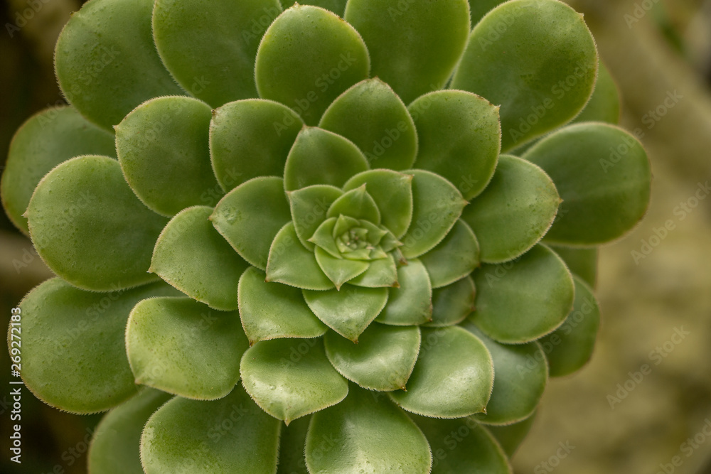 Suculenta Suculenta