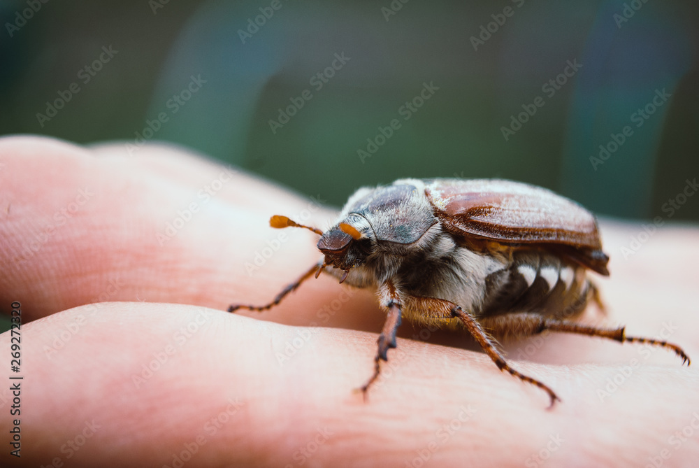 Cockchafer, summer chafer. Macro Cockchafer, summer chafer. Macro